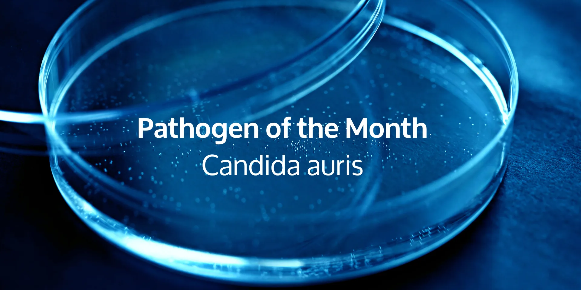 Pathogen of the Month: Candida auris